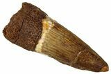 Fossil Spinosaurus Tooth - Real Dinosaur Tooth #327842-1